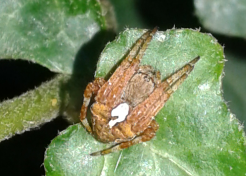 Araneidae : Araneus sp.?  S, Araneus angulatus